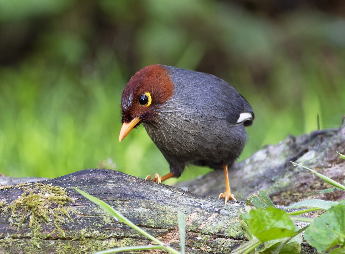 Chestnut-hooded Laughingthrush - Matthieu Chotard