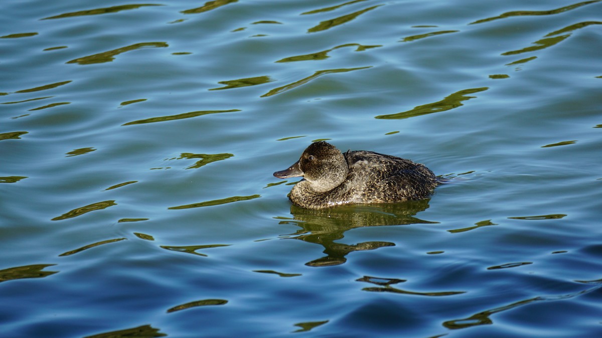 Blue-billed Duck - ML617217908