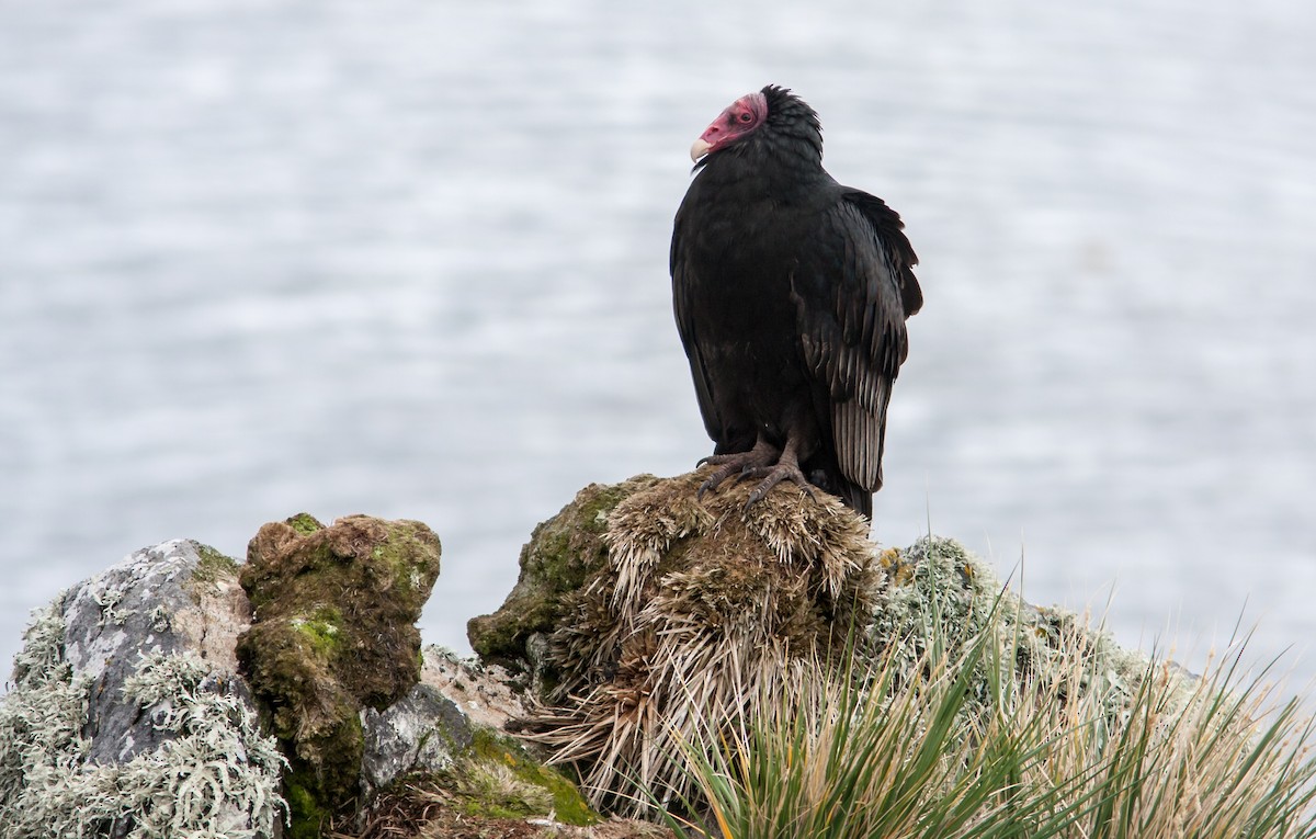 Turkey Vulture (South Temperate) - Anonymous