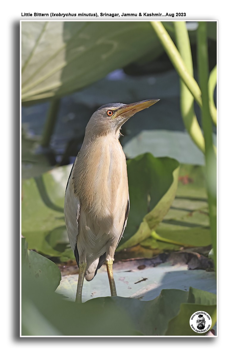 Little Bittern - ML617217951