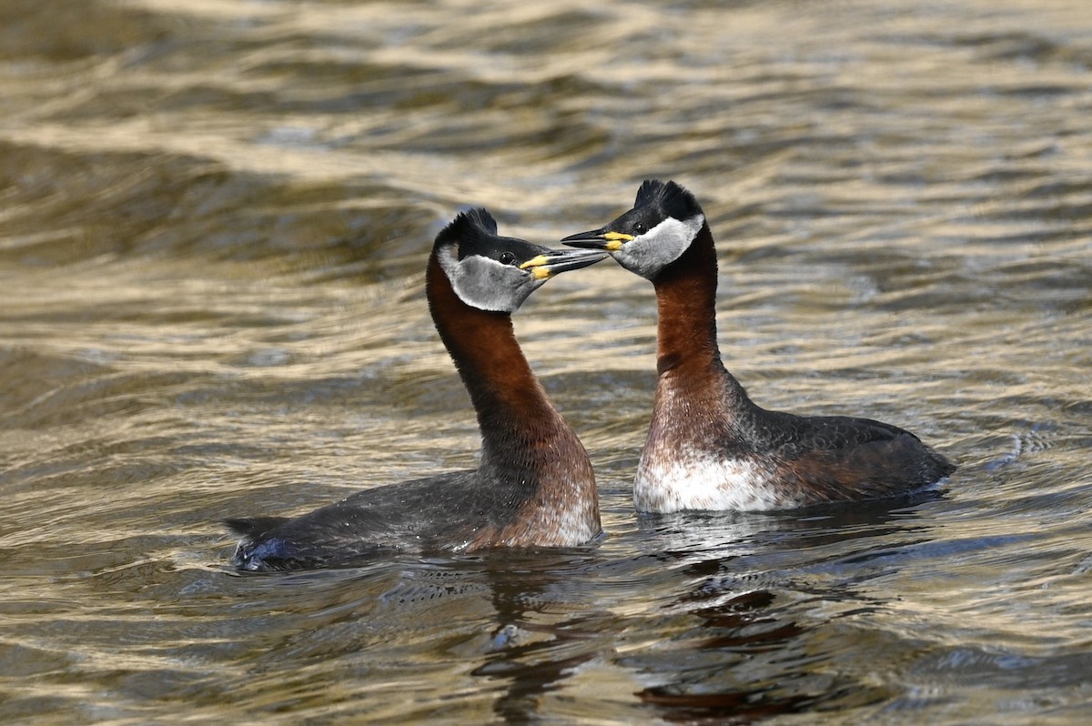 Red-necked Grebe - julie desrosiers