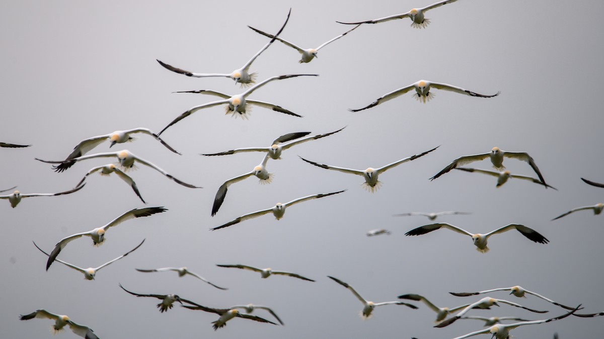 Northern Gannet - Dennis Elder