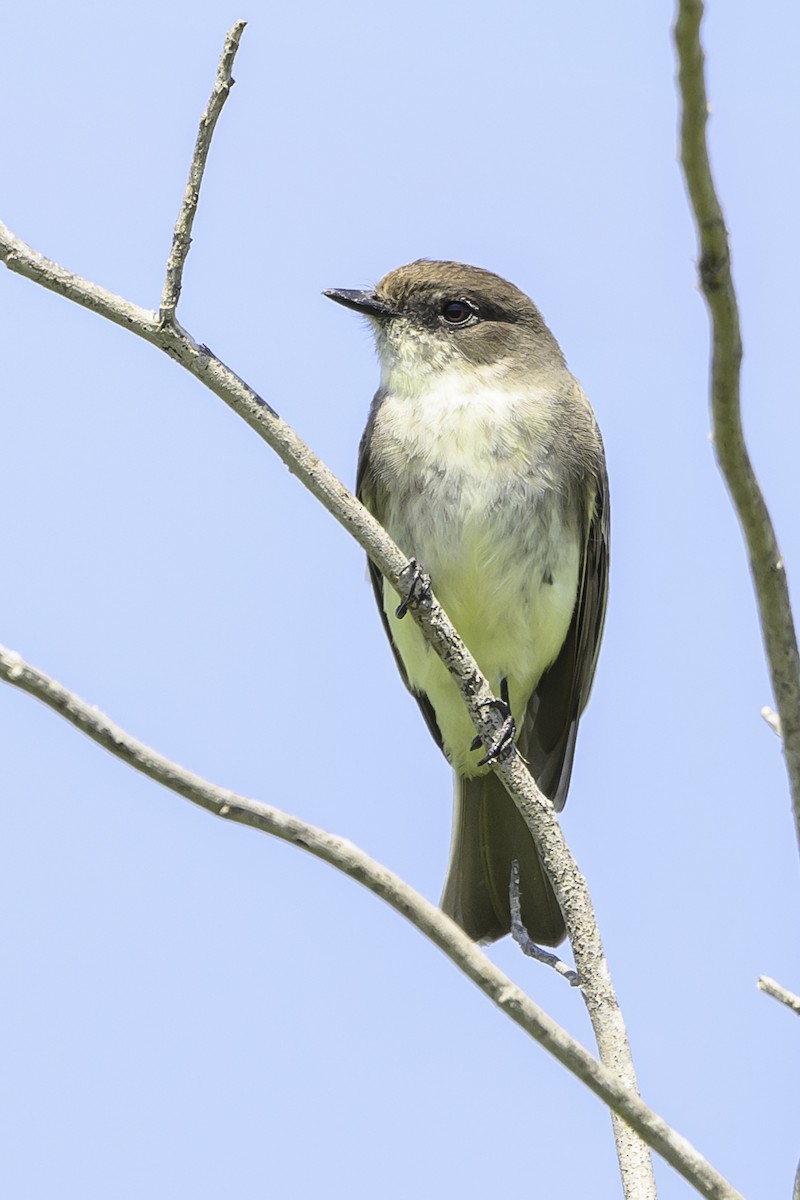 Eastern Phoebe - ML617218057