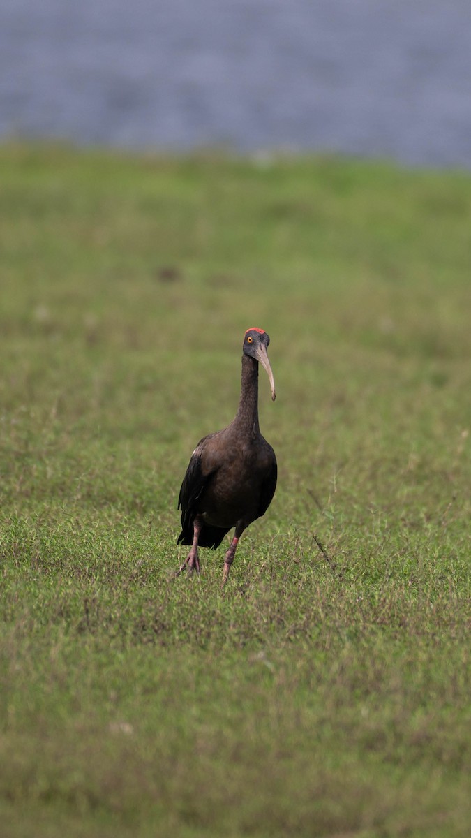 Red-naped Ibis - ML617218083