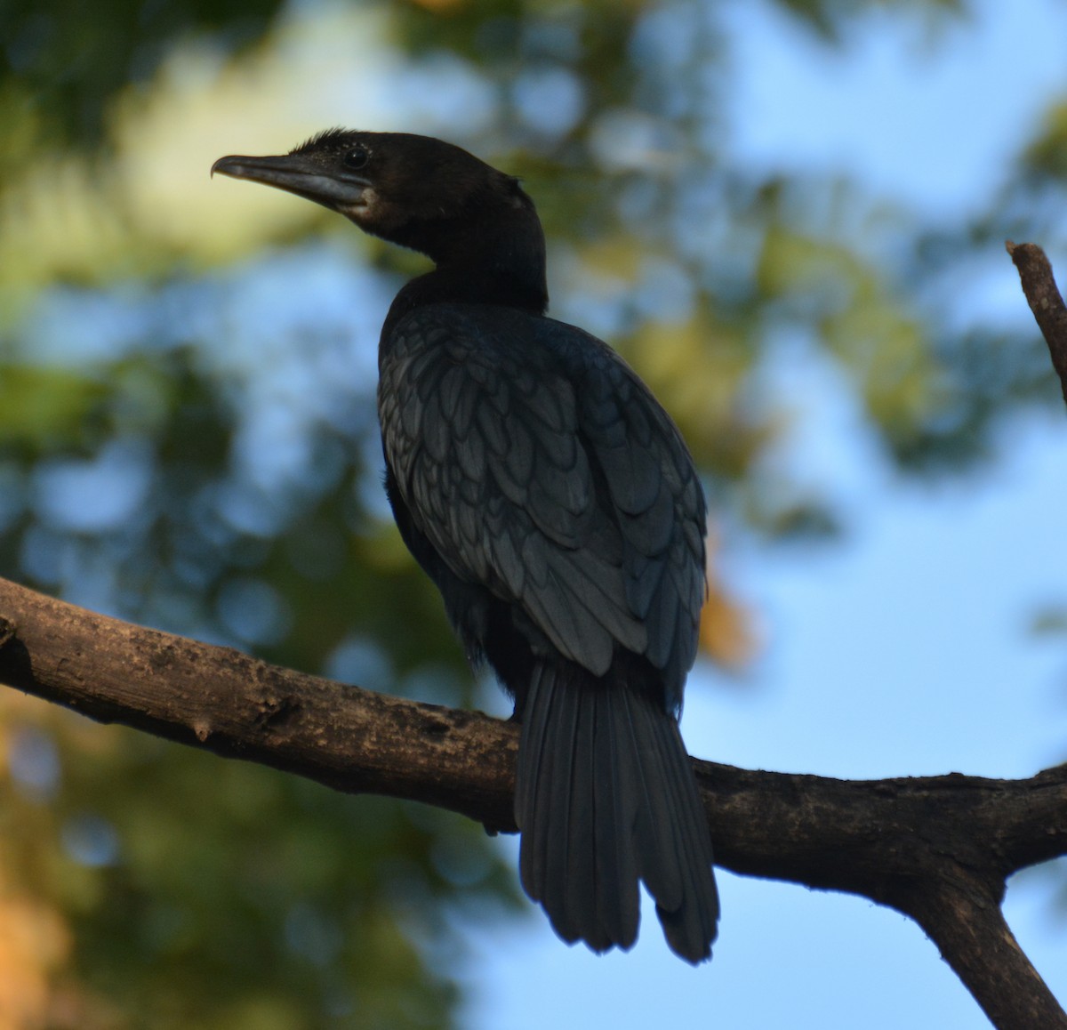 Little Cormorant - ML617218084