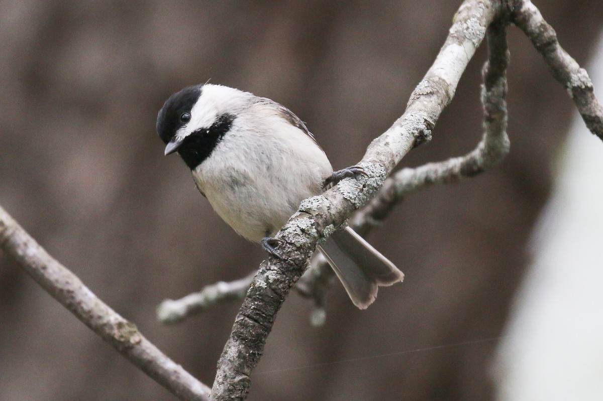 Carolina Chickadee - ML617218085