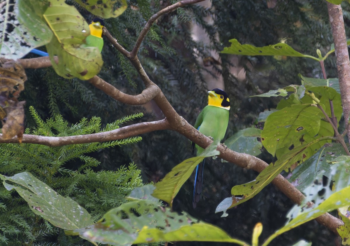 Long-tailed Broadbill - ML617218100