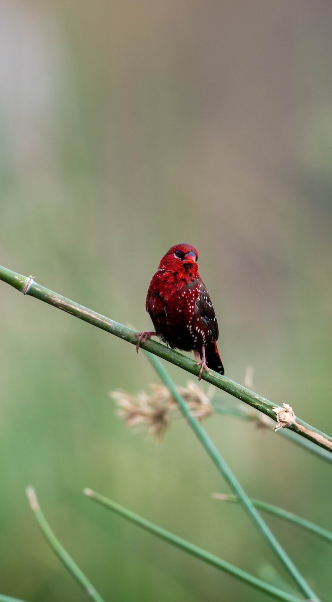 Red Avadavat - Sunitha Roshan