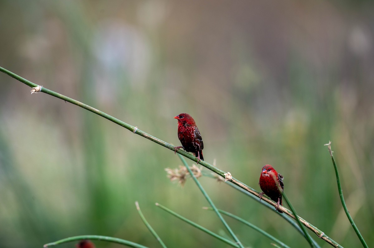 Red Avadavat - ML617218114