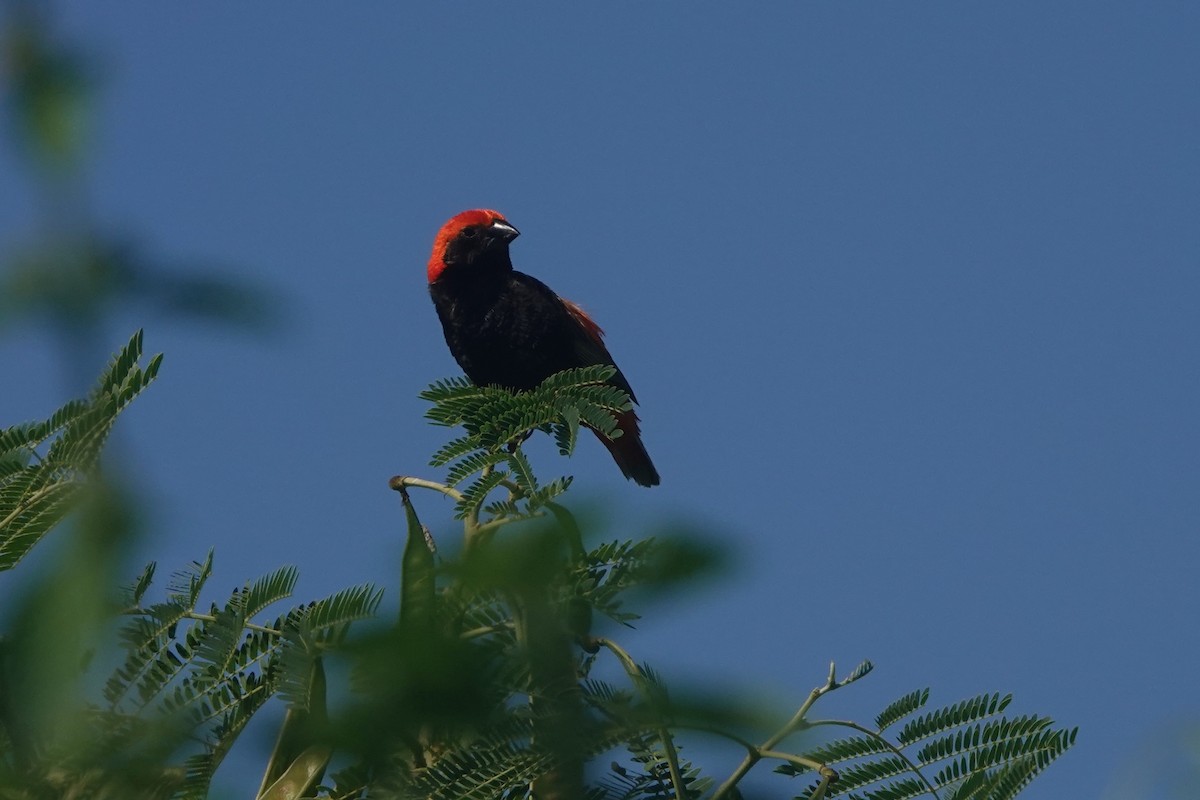 Zanzibar Red Bishop - ML617218121