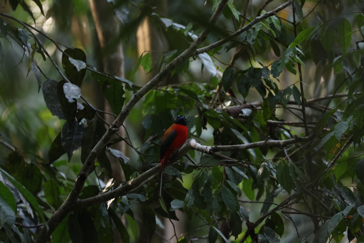 Scarlet-rumped Trogon - Chi-Hsuan Shao