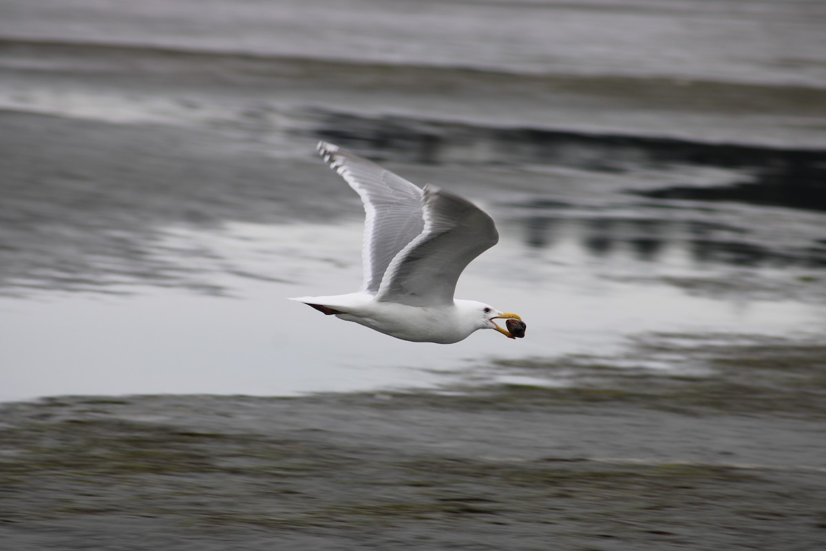 Goéland d'Audubon ou G. à ailes grises - ML617218186