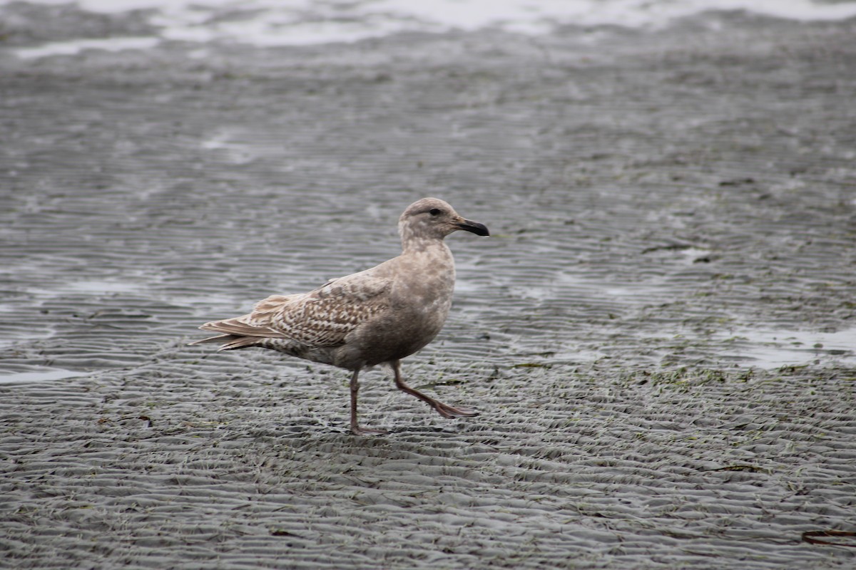 Western/Glaucous-winged Gull - ML617218187