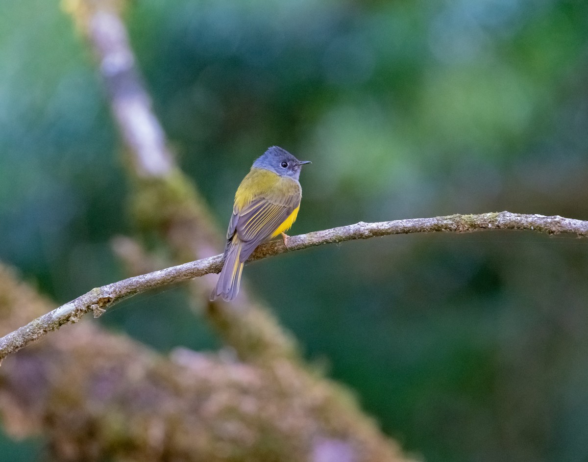 Gray-headed Canary-Flycatcher - ML617218192