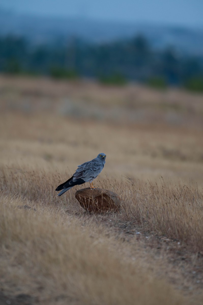 Montagu's Harrier - Sunitha Roshan