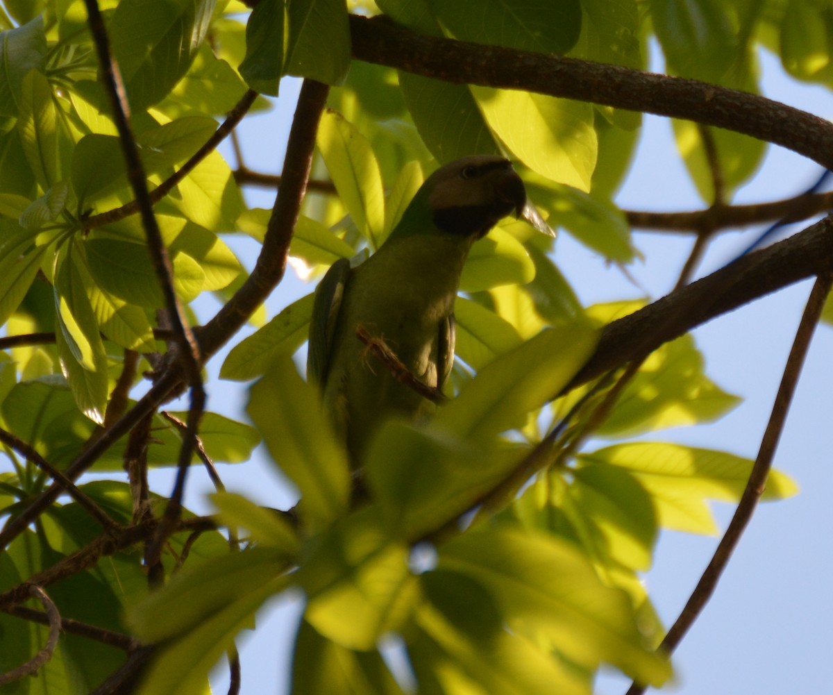 Red-breasted Parakeet - ML617218236