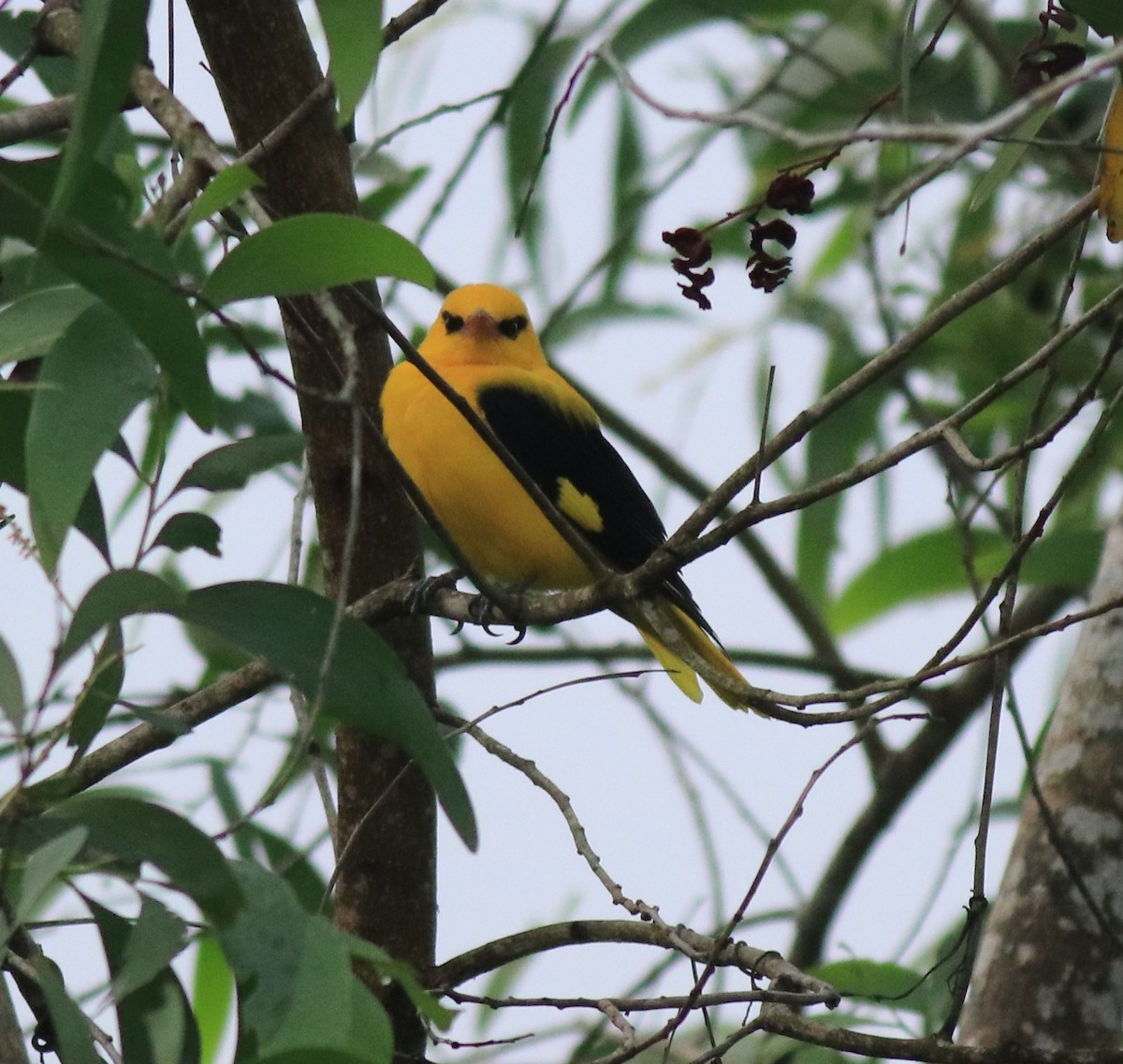 Indian Golden Oriole - ML617218263