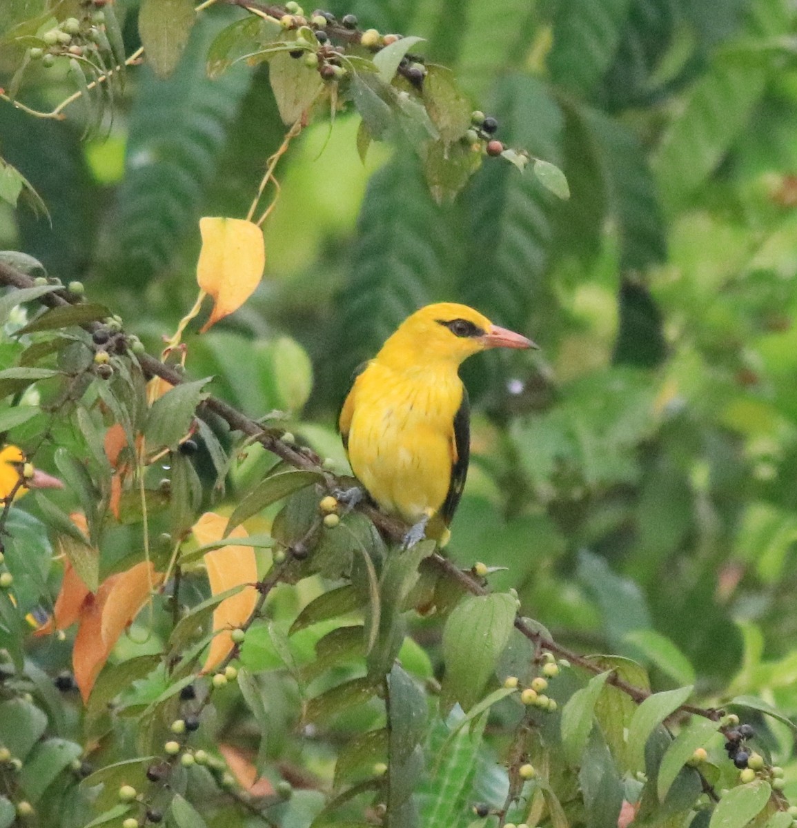 Indian Golden Oriole - ML617218264