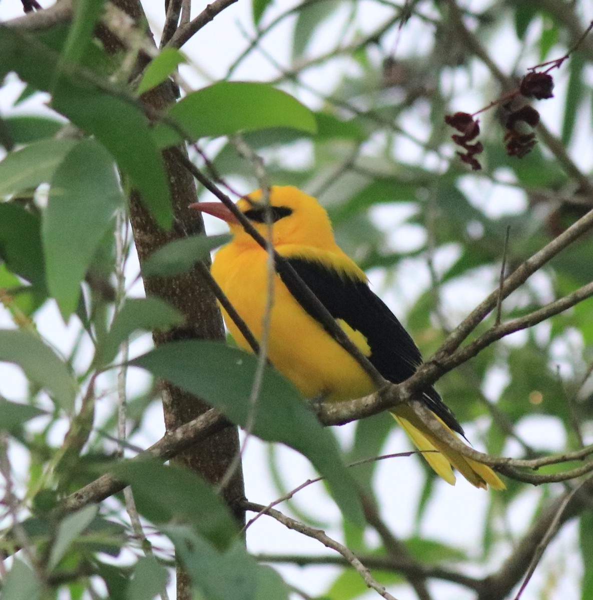 Indian Golden Oriole - ML617218265