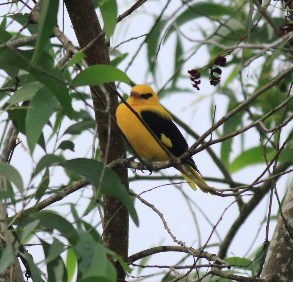 Indian Golden Oriole - ML617218267