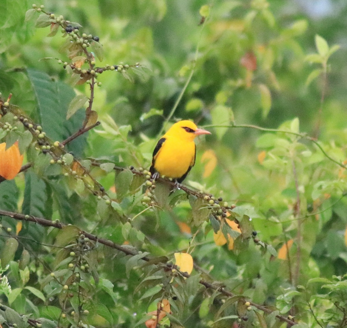 Indian Golden Oriole - ML617218268