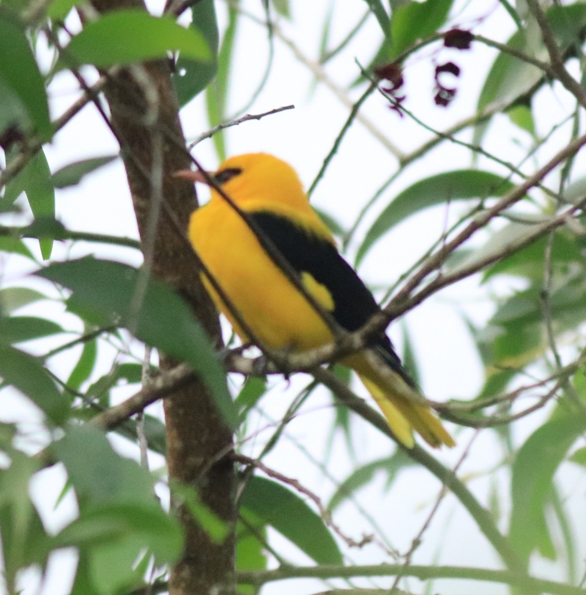 Indian Golden Oriole - ML617218269