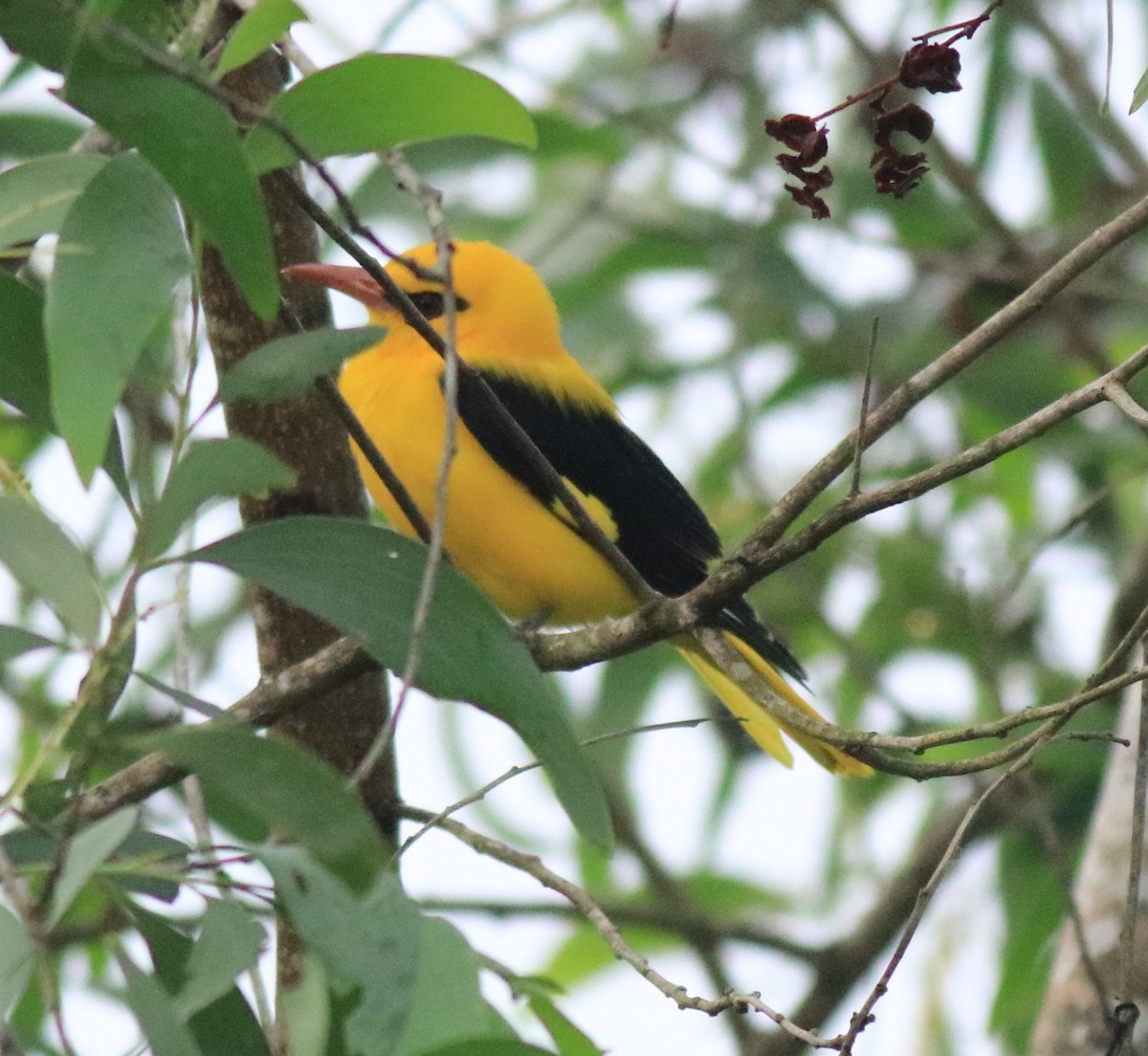 Indian Golden Oriole - ML617218270
