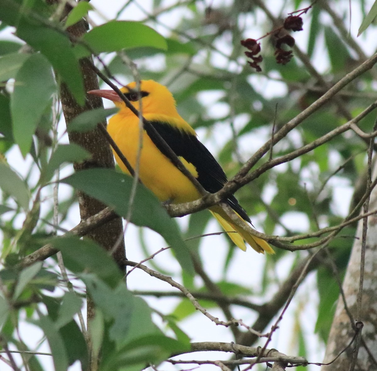 Indian Golden Oriole - ML617218271