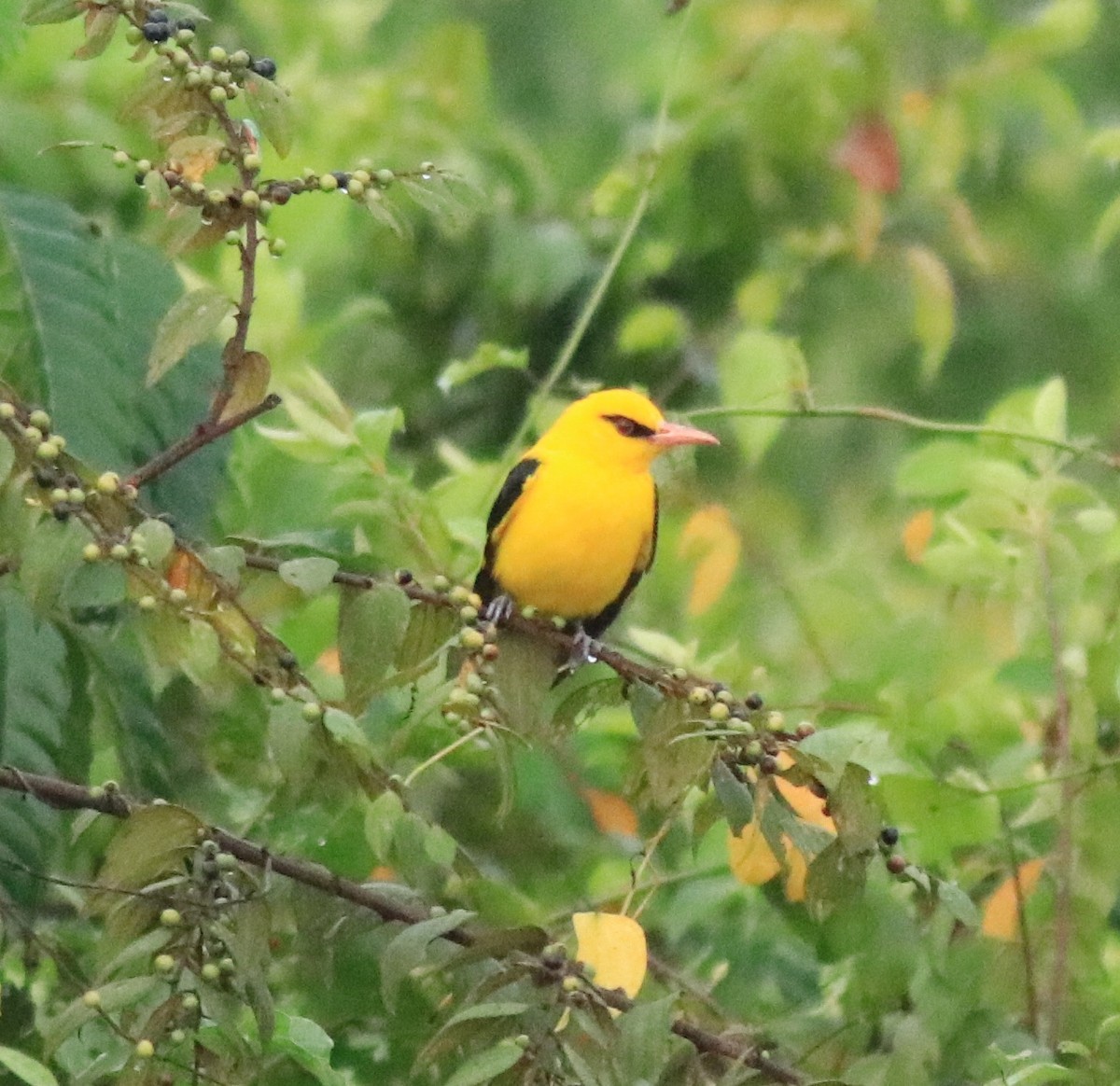 Indian Golden Oriole - ML617218272