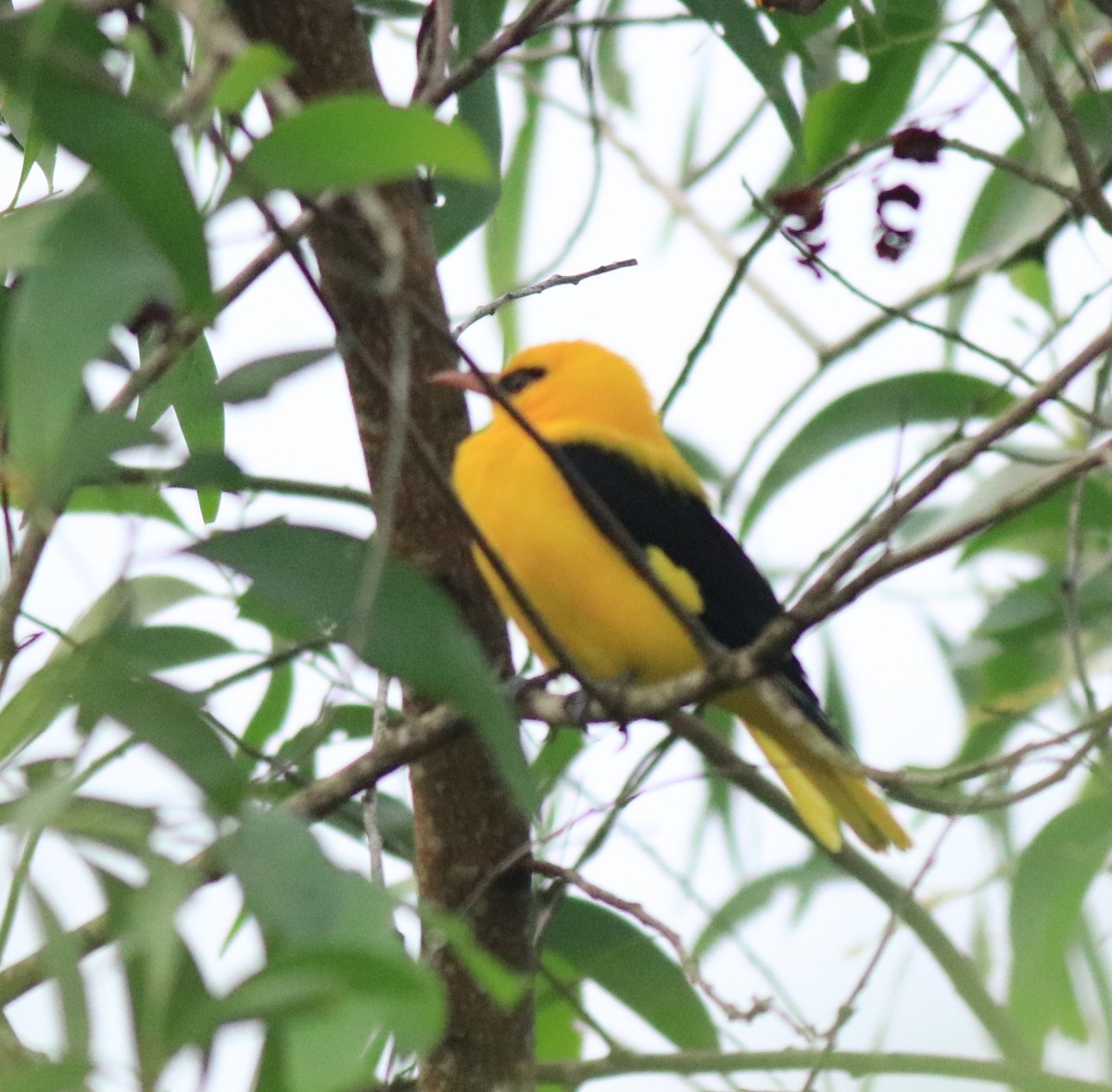 Indian Golden Oriole - ML617218273