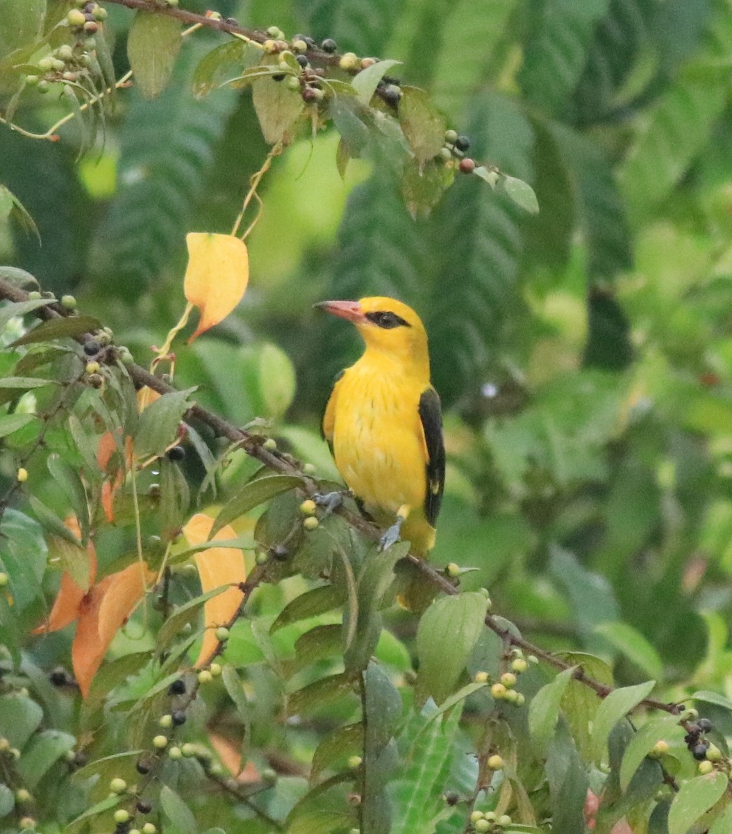 Indian Golden Oriole - ML617218274