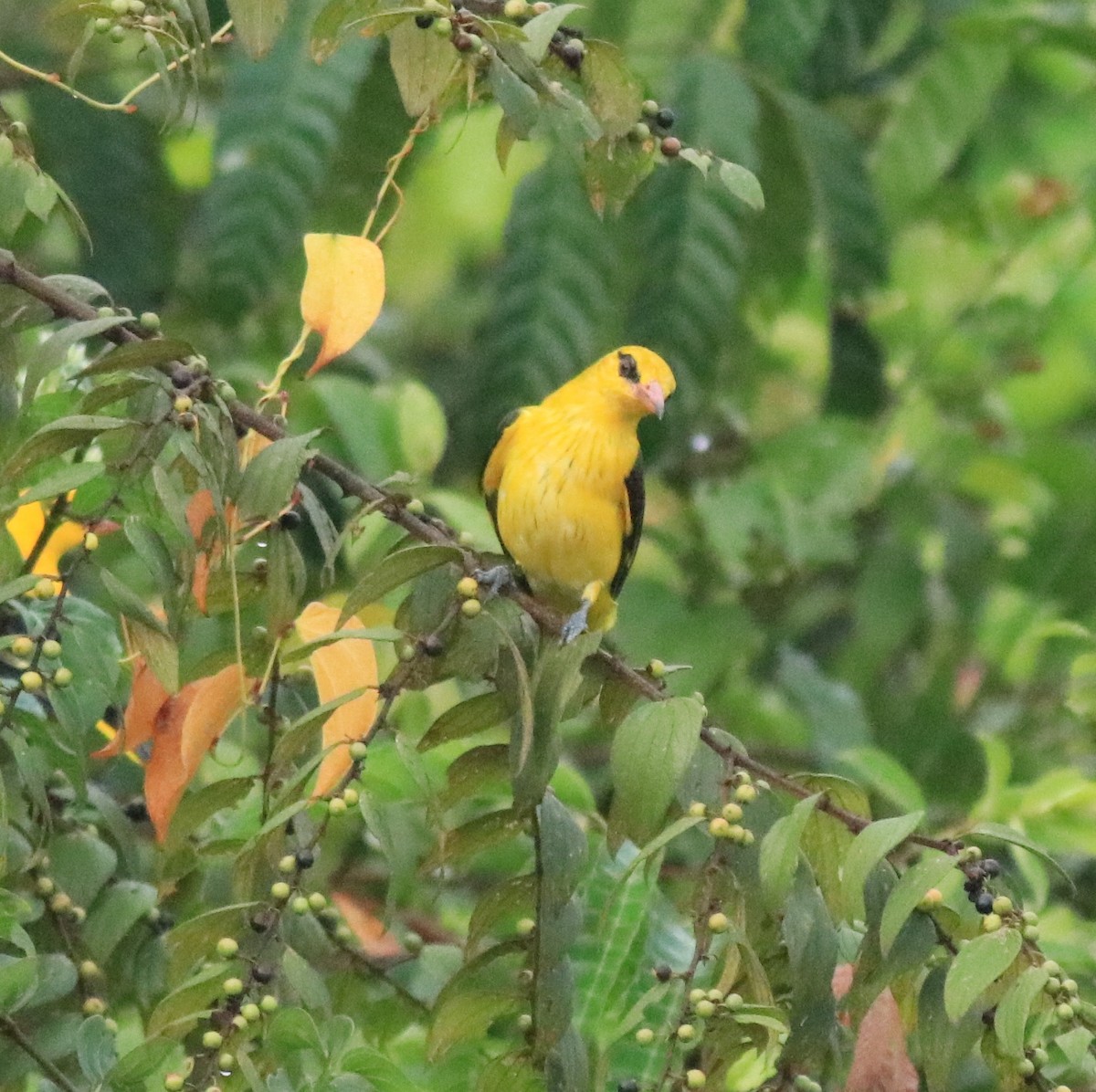 Indian Golden Oriole - ML617218276