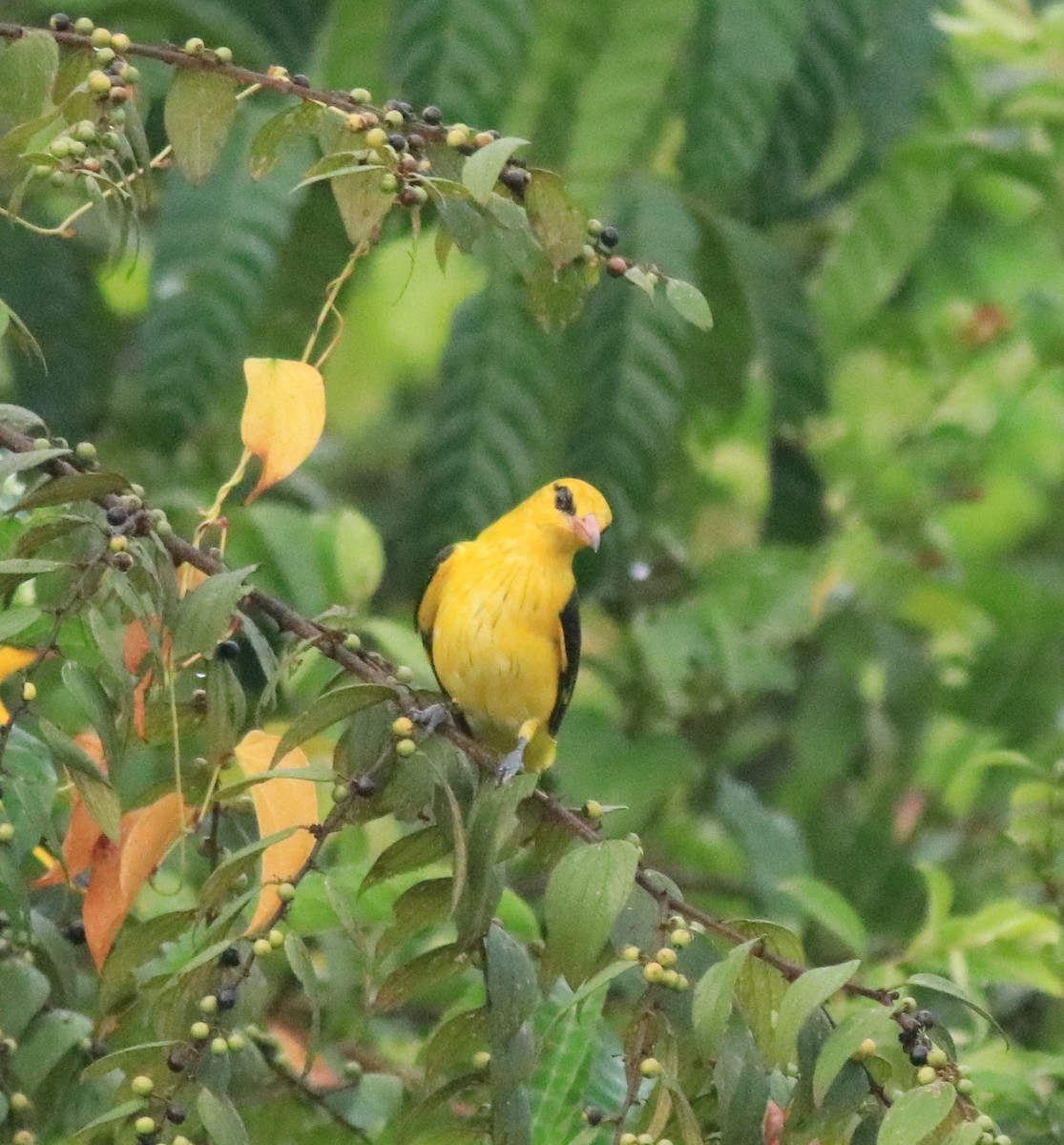 Indian Golden Oriole - ML617218278