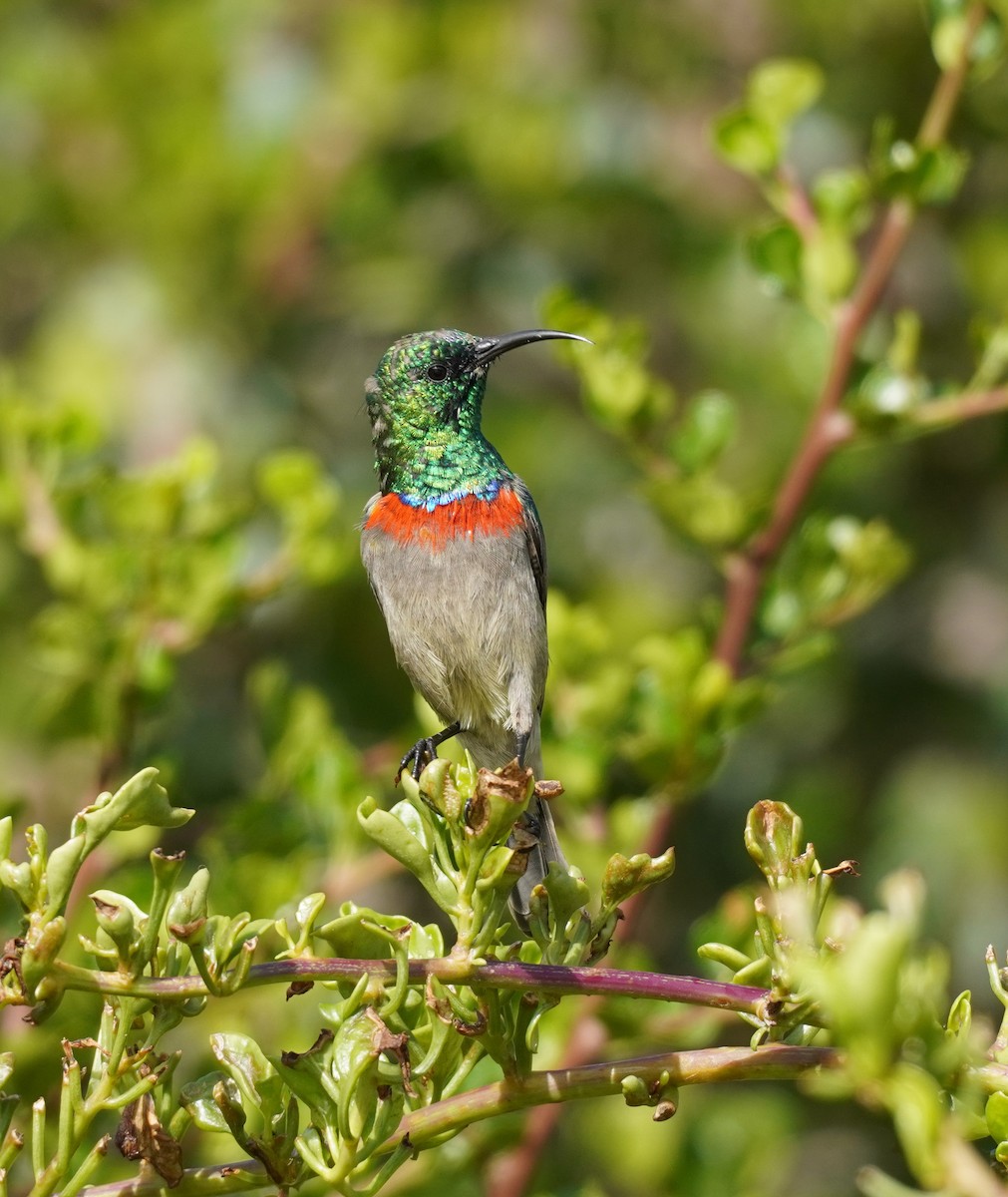 Southern Double-collared Sunbird - ML617218282