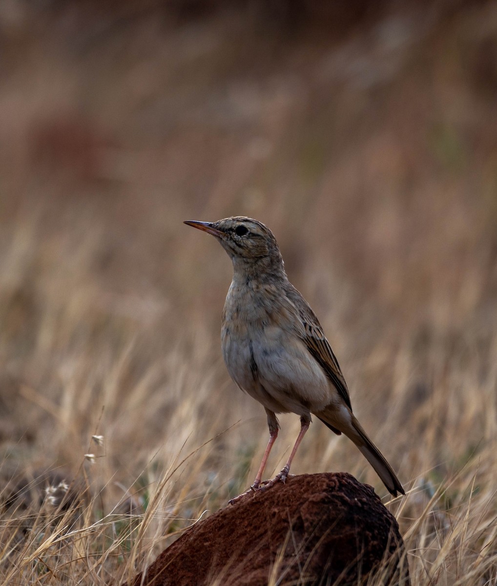 Long-billed Pipit - ML617218287