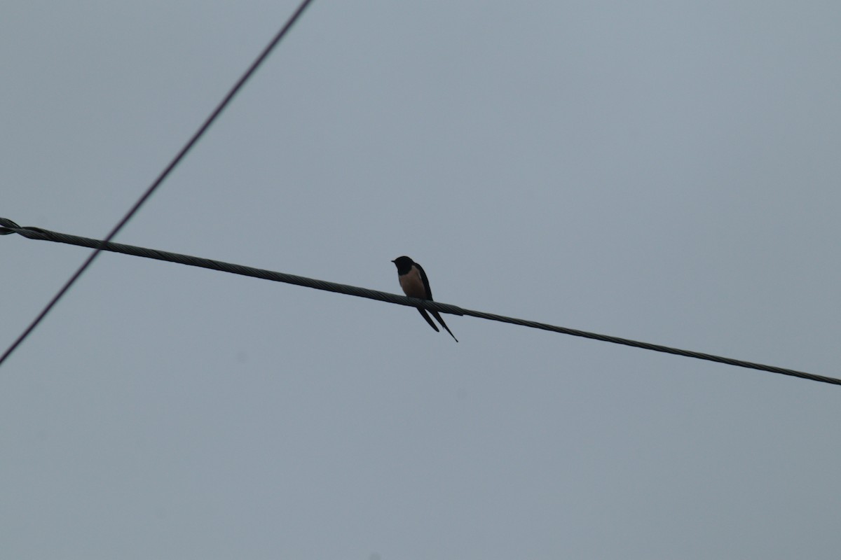 vlaštovka obecná - ML617218319