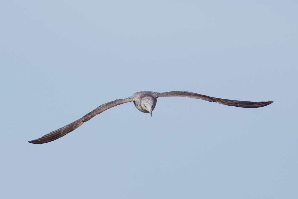 Herring Gull - Linda Chittum