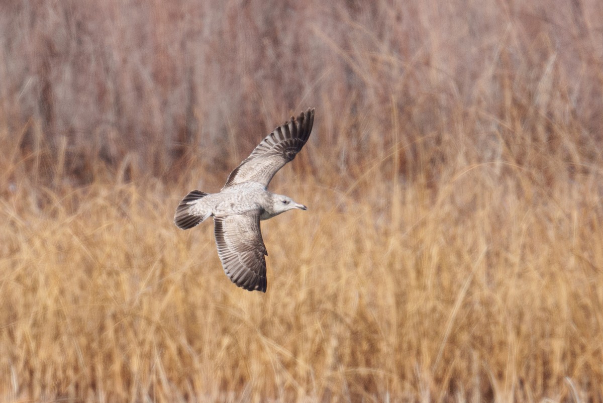 Herring Gull - ML617218346