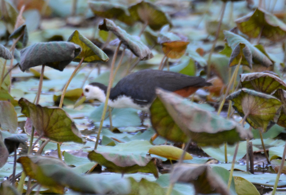 White-breasted Waterhen - ML617218359