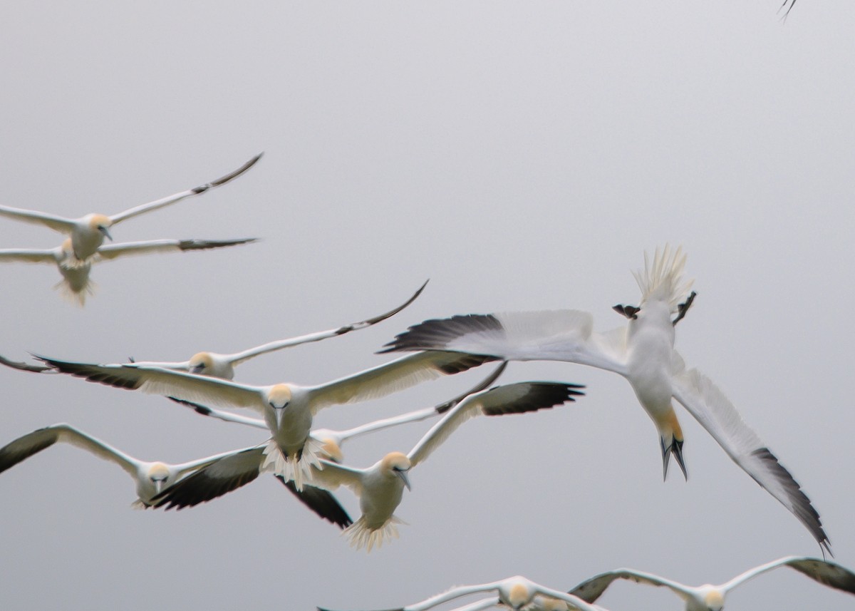 Northern Gannet - ML617218363