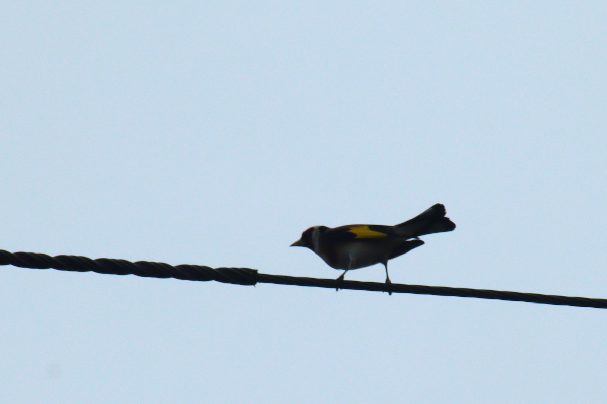 stehlík obecný - ML617218404