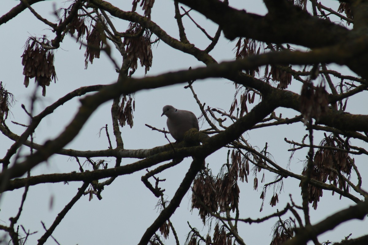 hrdlička zahradní - ML617218410