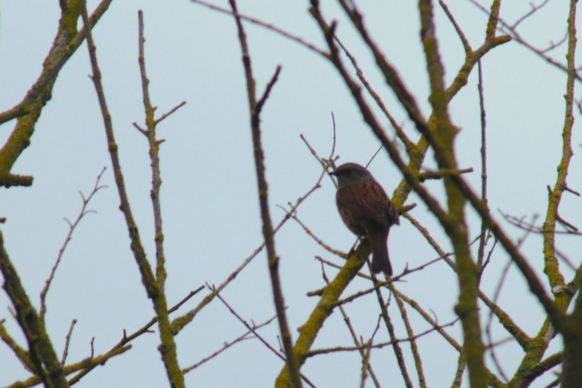 pěvuška modrá - ML617218447