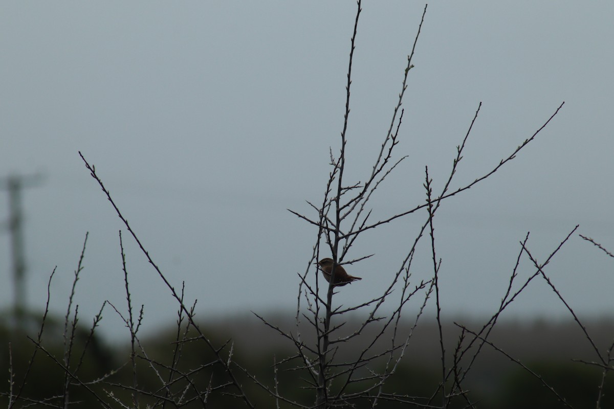 střízlík obecný - ML617218472