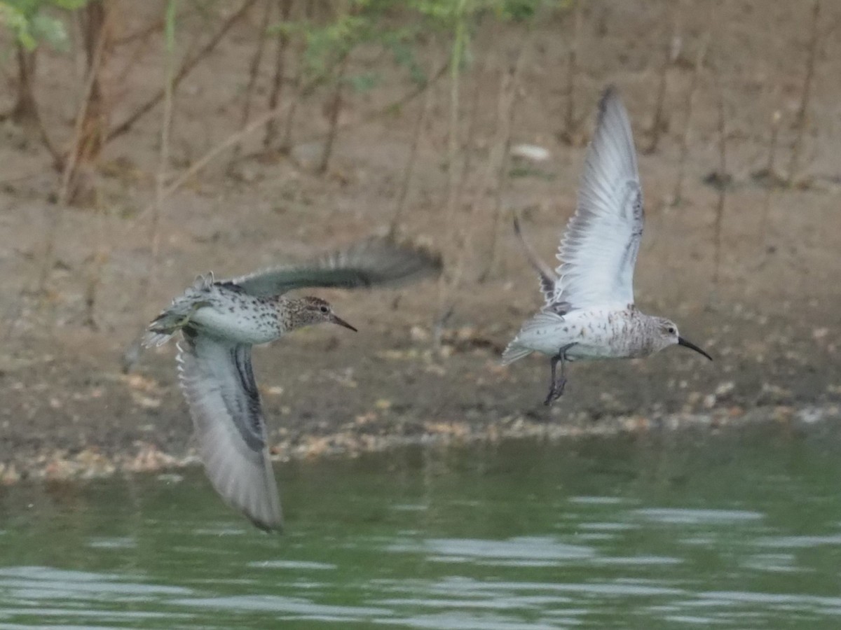 Curlew Sandpiper - ML617218477