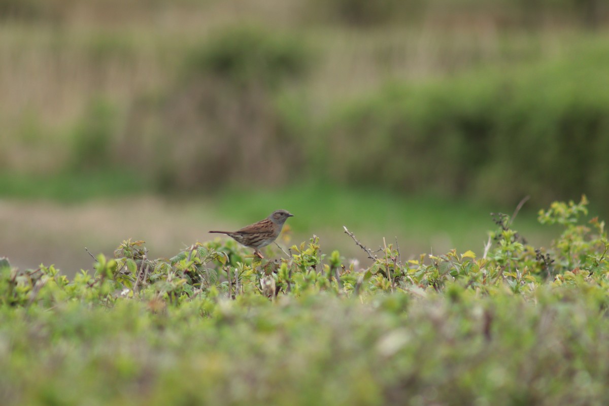 pěvuška modrá - ML617218483