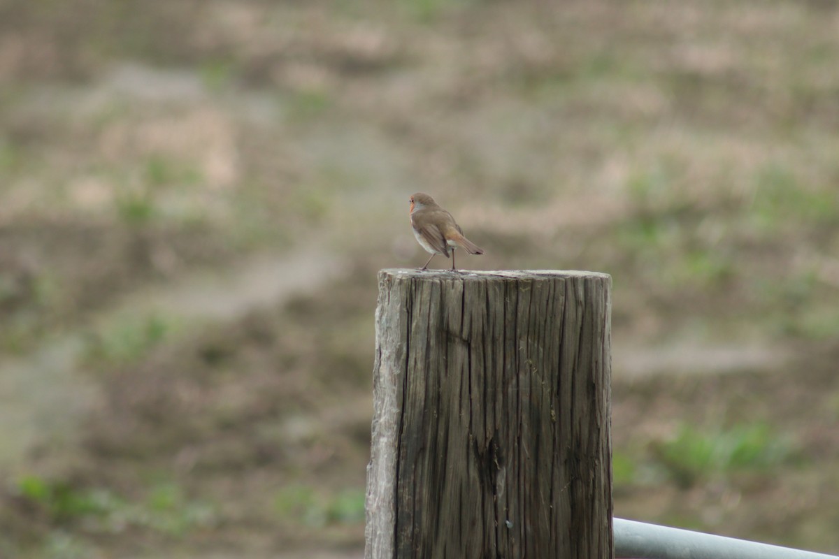 červenka obecná - ML617218487