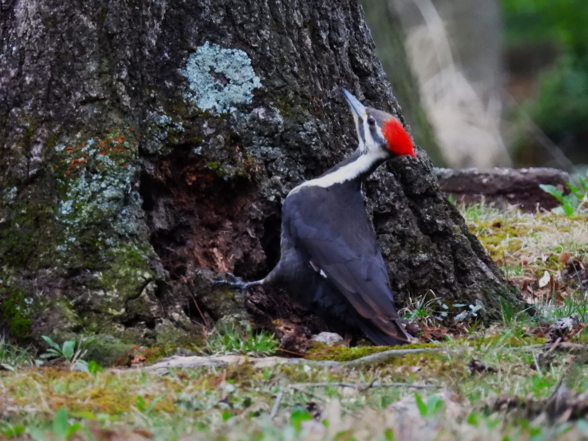 Pileated Woodpecker - Patricia and Richard Williams