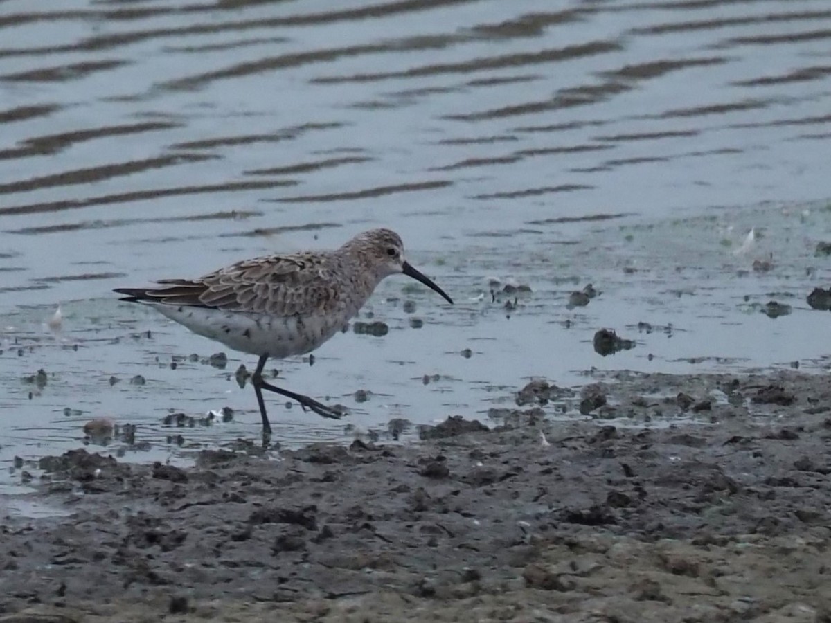 Curlew Sandpiper - ML617218512