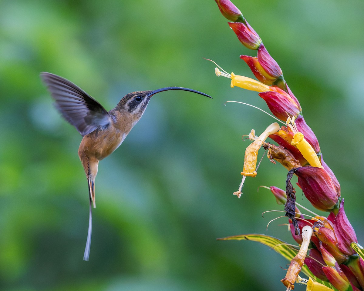 Tawny-bellied Hermit - ML617218516